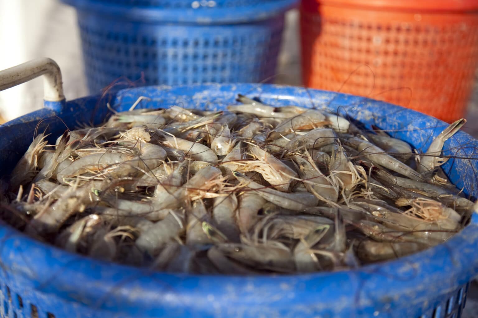 Fresh Local Shrimp - Hudson's Seafood Hudson's On The Docks - Hilton 